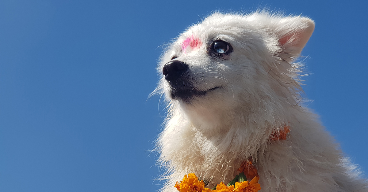 Featured image for mobile buying guide