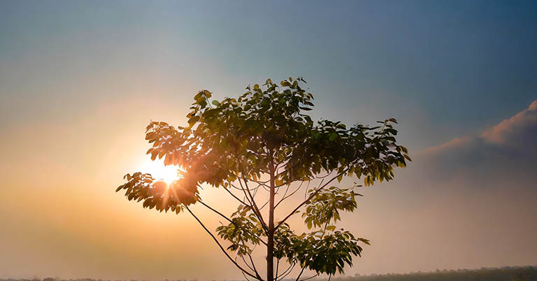 Featured image for mobile buying guide