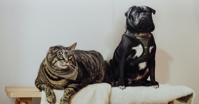 Featured image for mobile buying guide